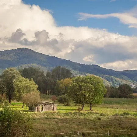 Nickel Dg Am Holzlachgraben